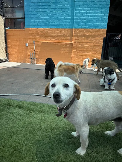 South Park Doggie - Waterland (LAX)
